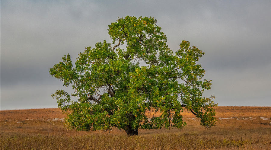 Cottonwood tree