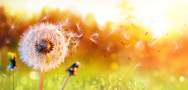 Dandelion blowing in the wind at sunset.