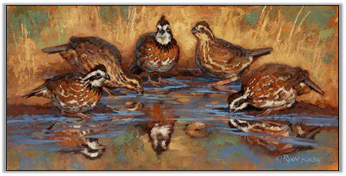 Bobwhite Quail