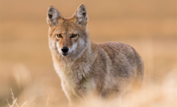 Coyotes (Canis latrans) 