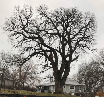 Bur oak tree in St. George, Kan. According to the tree’s measurements, it is nearly 300-years-old, making it the champion bur oak tree in Kansas.