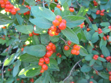 Key identification characteristics for shrub honeysuckles are the shape and arrangement of blossoms; quartets of red (usually) berries; leaf stems come off of a branch opposite of each other; and hollow in the middle of pith of trunk and branches.