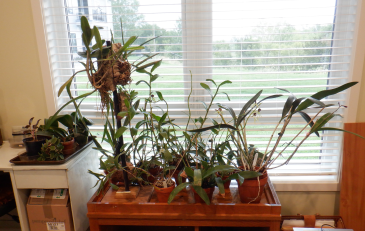Orchids at an East window in his Monarch apartment.