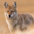 Coyotes (Canis latrans) 