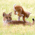 Bobcat & cub on the prairie