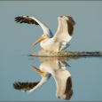 Stock photo of an American White Pelican