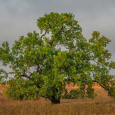 Cottonwood tree