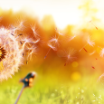 Dandelion blowing in the wind at sunset.