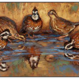 Bobwhite Quail