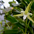 Star Orchid