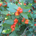 Key identification characteristics for shrub honeysuckles are the shape and arrangement of blossoms; quartets of red (usually) berries; leaf stems come off of a branch opposite of each other; and hollow in the middle of pith of trunk and branches.